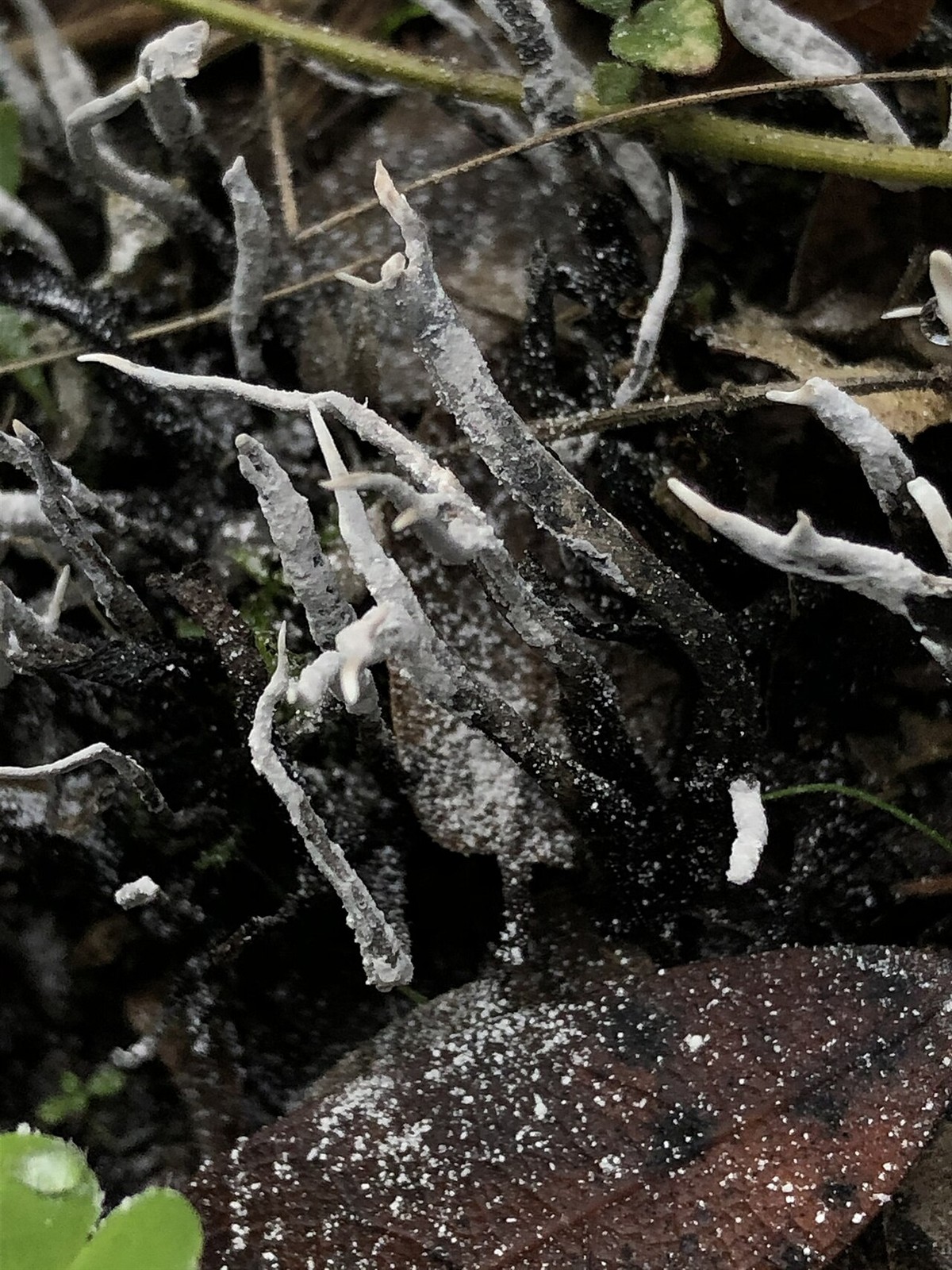 Vitka drvenjača – Xylaria hypoxylon