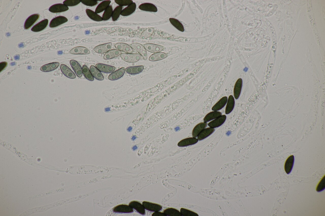 Dugonoga drvenjača – Xylaria longipes
