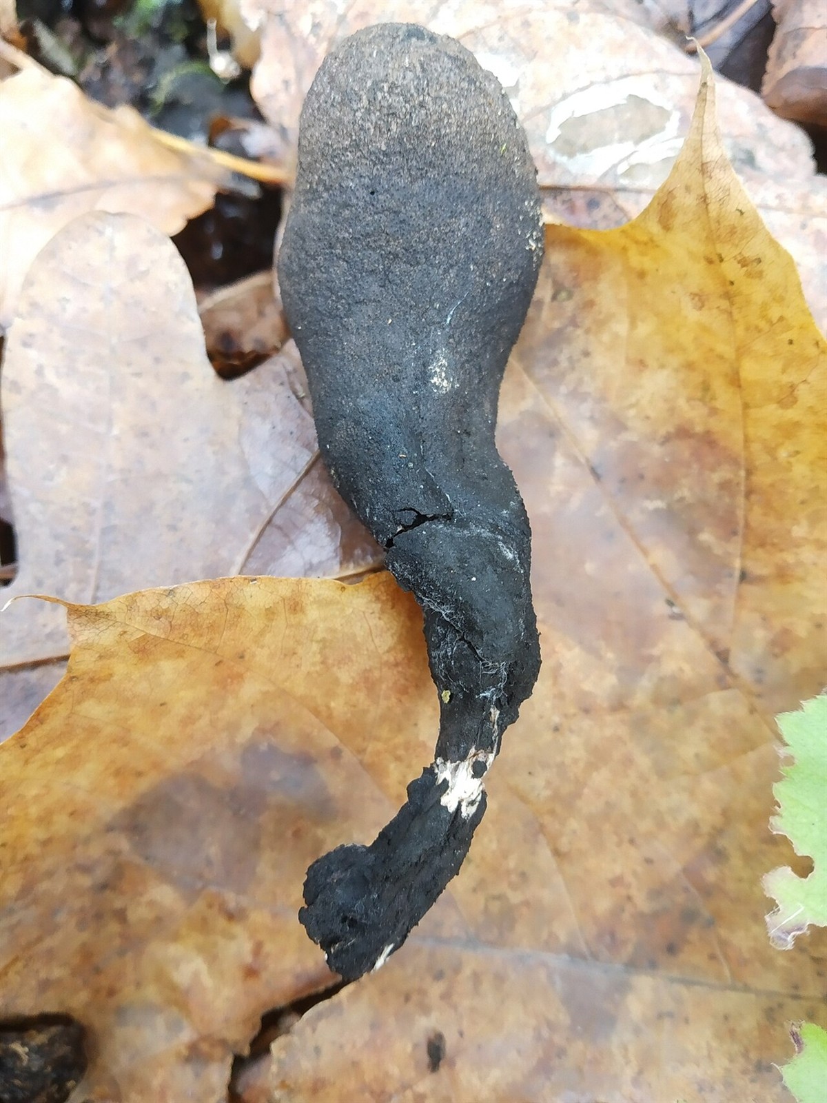 Mrtvački prsti – Xylaria polymorpha
